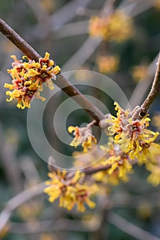 Ozark witch hazel Hamamelis vernalis var. tomentella an orange-yellow flowering shrub